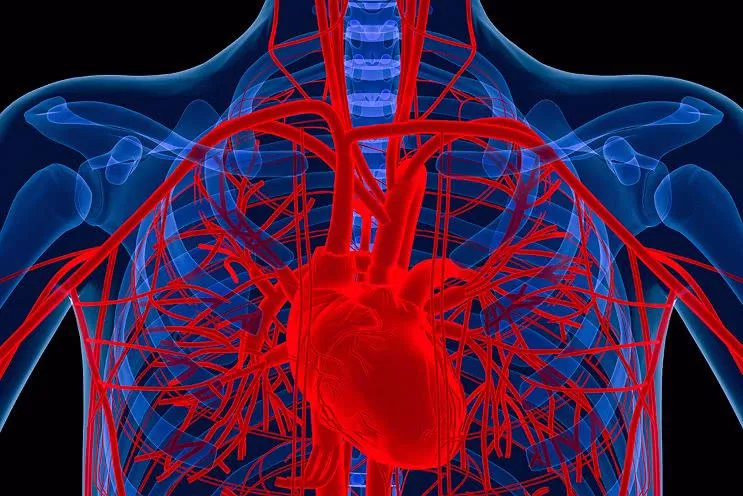 Cardiovascular Medicine & Sciences job opportunities