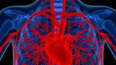 Cardiovascular Medicine & Sciences job opportunities