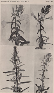 Plate 7 showing four plants, from Journal of Genetics, Vol. XXXVI, No.2