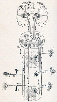 Diagram showing central sensory channels from Santiago Ramón y Cajal's 'Histologie du systeme nerveux de l’homme et des vertébrés' (1909).