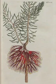Calothamnus quadrifida, a flowering shrub, from Curtis's botanical magazine, 1815, vol. 42.