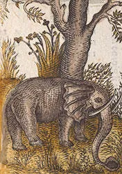 Image of elephant from Ptolemy. La Geografia, 1548 