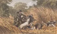 Illustration entitled 'A Melee' depicting men hunting with dogs from 'The rifle and the hound in Ceylon' by Samuel White Baker (1854).