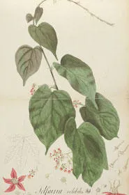 Water colour of the plant Telfairia volubilis by John Newman (1839).