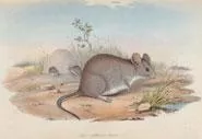 A group of mice feeding in the desert from 'Narrative of an expedition into central Australia' by Charles Sturt (1839) .