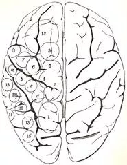 The location of various sensory and motor functions in the brain, from David Ferrier's 'The functions of the brain' (1876).