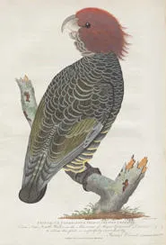 Fringe Crested Cockatoo from James Grant's Narrative of a voyage of discovery (London, 1803).