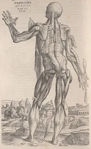 Woodcut of one of Vesalius' so-called 'muscle-men' exposing the structures under the skin