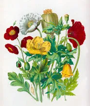 Illustration of poppies from Elizabeth Twining’s 'Illustrations of the natural orders of plants' (1868) .