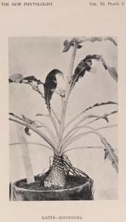 Plate 3 showing Oenothera plant, from 'The New Phytologist', Vol. XI.