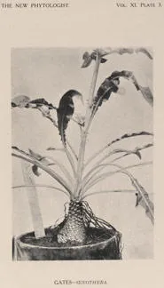 Plate 3 showing Oenothera plant, from 'The New Phytologist', Vol. XI.