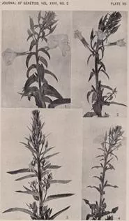 Plate 7 showing four plants, from Journal of Genetics, Vol. XXXVI, No.2.