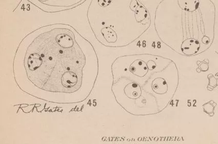 'Gates on Oenothera', detail showing cells drawn by Gates, from 'Botanical Gazette', XLIII, Plate IV.