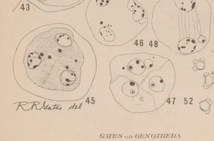 'Gates on Oenothera', detail showing cells drawn by Gates, from 'Botanical Gazette', XLIII, Plate IV.