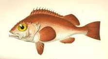 A fish from 'A history of the fishes of the British Islands'.