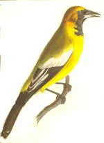 A bird from 'The zoological miscellany'