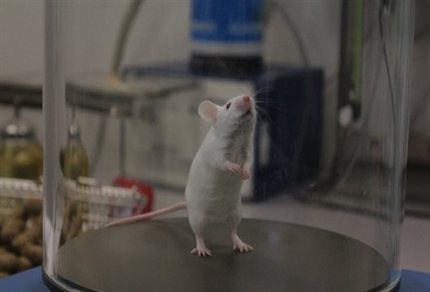 Mouse