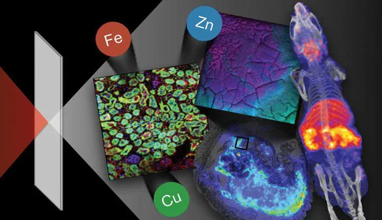 Metallomics image