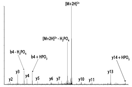 CemsDHPTMphosphorylationPuff1