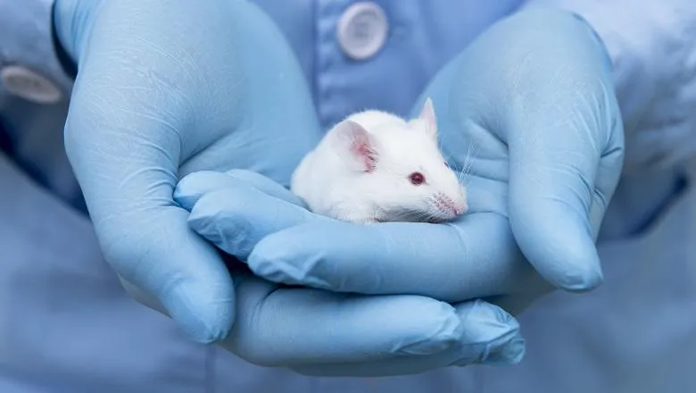 Animal research mouse