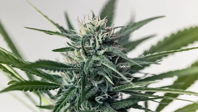 cannabis plant 780x440