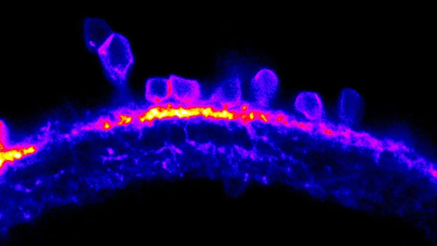zebrafish_spotlight