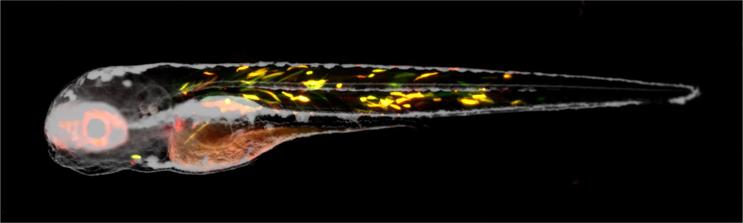 Coloured fibres in a Zebrafish