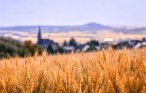 Field