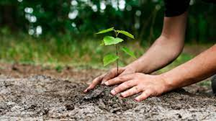 Planting