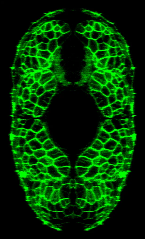 Fluorescent coloured cells