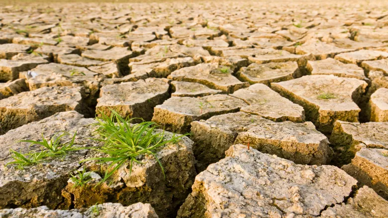 Climate change - grass