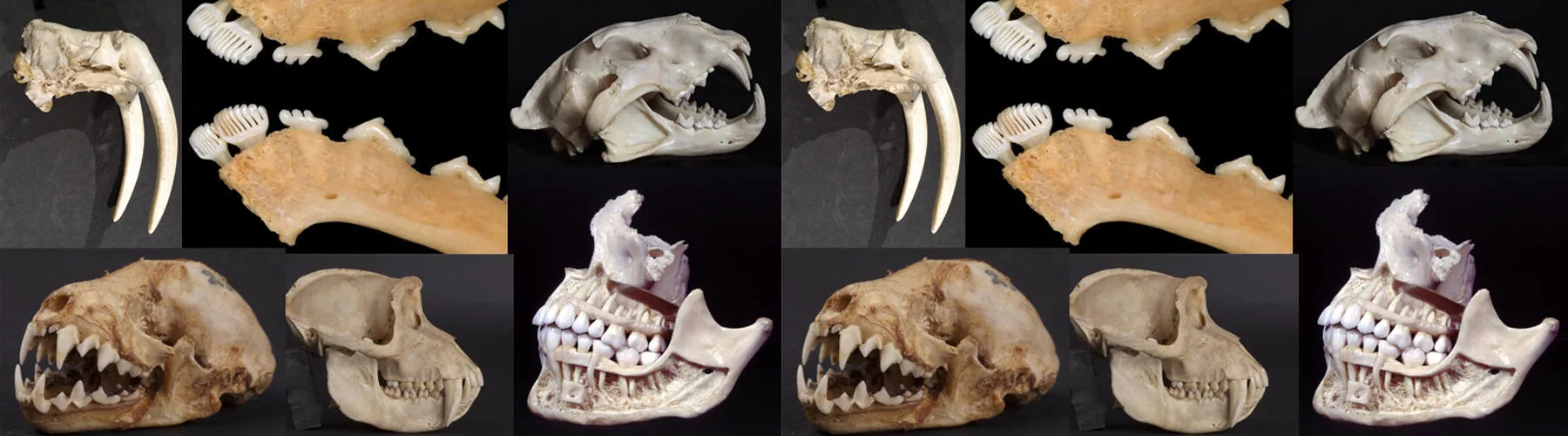 Whose gnashers? The form and function of mammalian teeth - Spotlight hero2