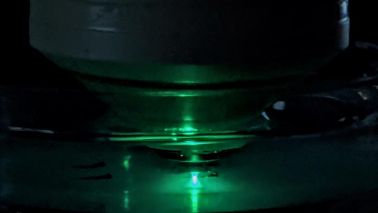 Zebrafish being analysed under a microscope