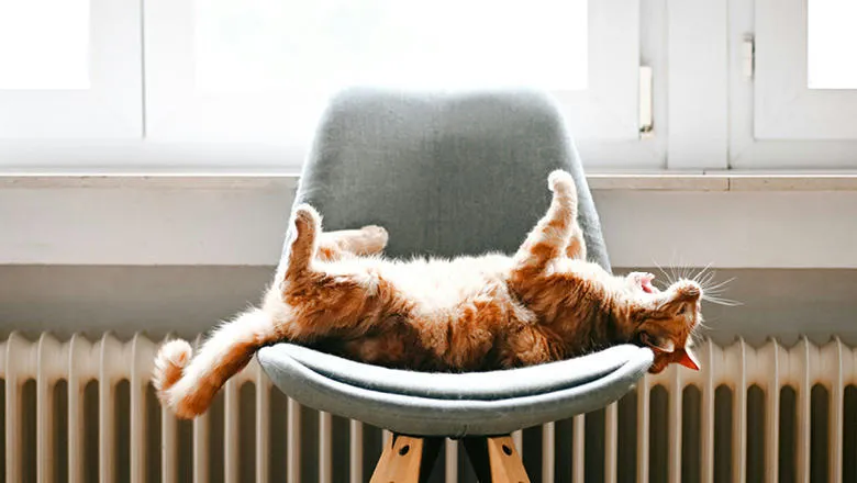 A cat relaxing on its back on a chair in front of a radiator in the sunlight