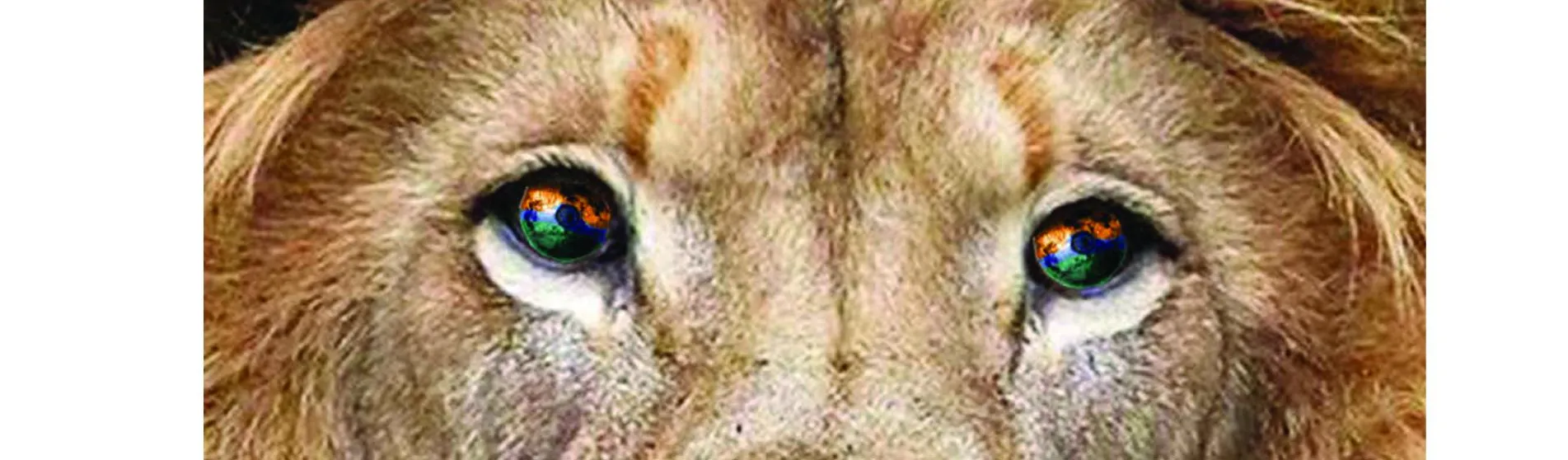 LionBanner