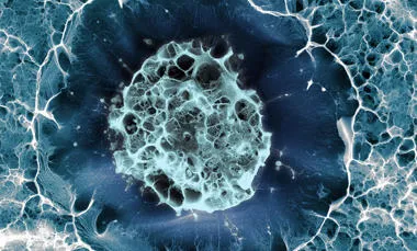 E Gentleman stem cell image