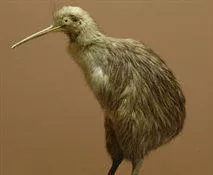 Zoological specimen - Kiwi