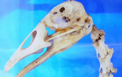 Bird skull in the Museum of Life Sciences