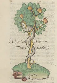 The Tree of life woodcut from Hortus sanitatis (1491).