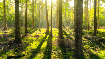 Commitment to Sustainability