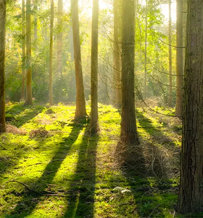 trees in a forest being bathed in sunlight