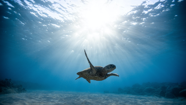 14. Life below water