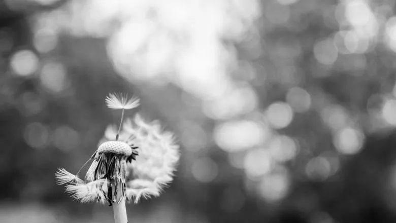 ageing research flower