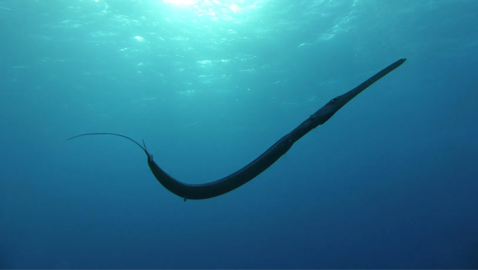 Cornetfish