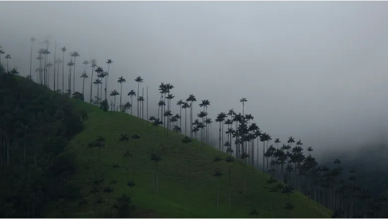 cocora valley, colombia (Karina Hilbolling)