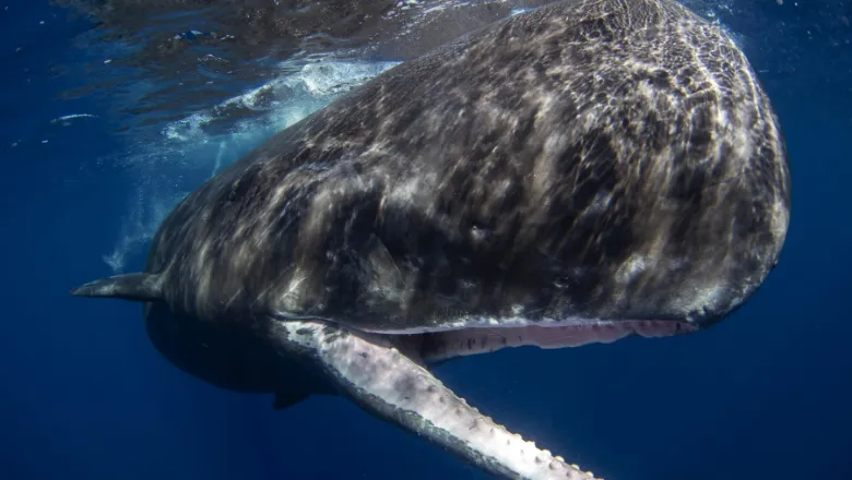 sperm whale 780x440 (shutterstock)