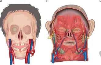 Facial transplantation Header
