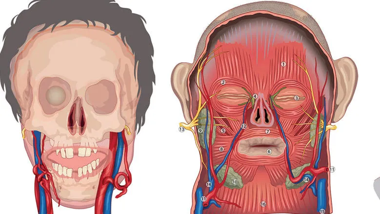 Facial transplantation Header