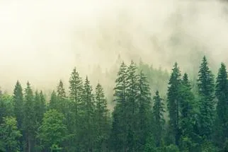forestscapes