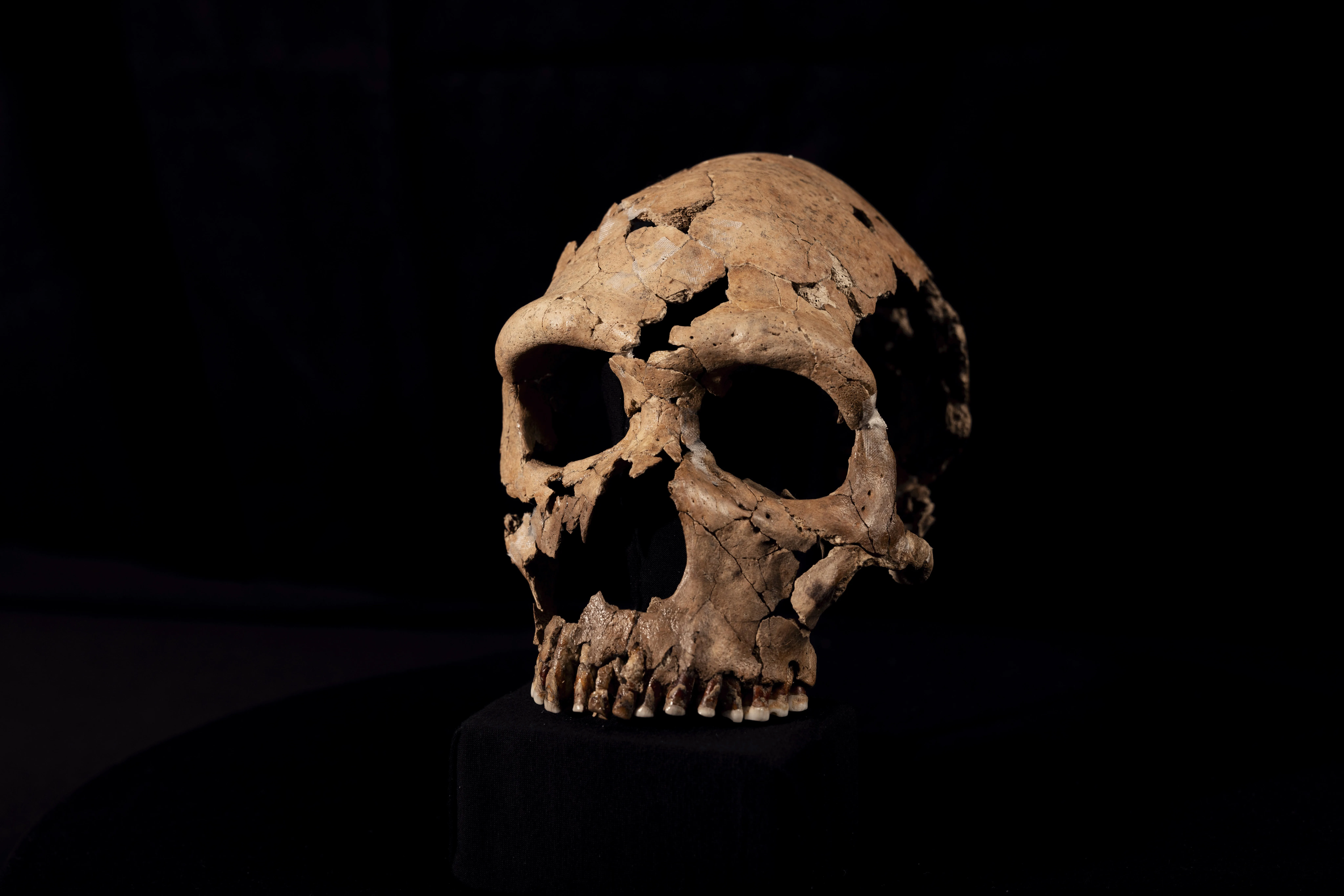 The skull of Shanidar Z, which has been reconstructed in the lab at the University of Cambridge. Credit: BBC Studios/Jamie Simonds